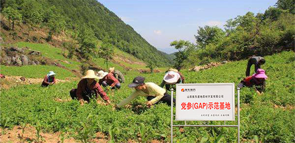 平顺GAP中药材标准化莳植基地 平顺GAP中药材标准化莳植基地