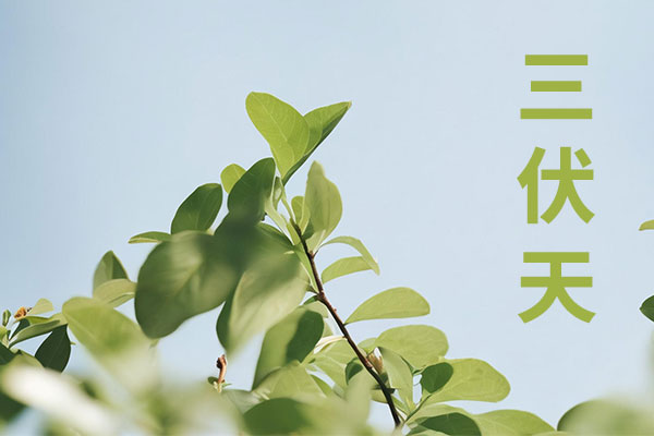 三伏天养生,三伏贴 三伏天养生,三伏贴